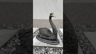 Bronze Statue &ldquo;Black Swan&rdquo; &ndash; Exclusive Handcrafted Sculpture of Elegance & Mystery