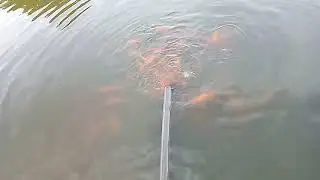 Pemancingan Ikan Mas(Tombro)📍Nataan Turi Lamongan #lamongan #sawahpedesaan #mancing