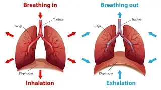 Breathing Mechanism Made Easy |Inspiration & Expiration Explained|Class 8 Biology|IGCSE| Diaphragm 