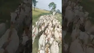 Breed animal breeding stock Barbari goats  his farm is also as the (pal commercial goat farm )🐐🐐🐐