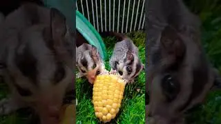 My Baby Eat Corn 🌽🐿️🐿️😋#shorts #mrse #pet