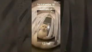 screaming cat 4 #cat #catvideos #audio