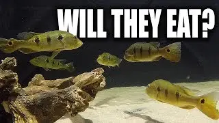 FEEDING THE MONSTER FISH | The King of DIY