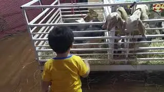 Red Cross Fair (Jan.2020)🐐