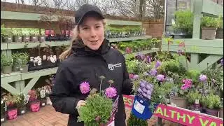 Scabious perennials at Davies Brothers Nursery