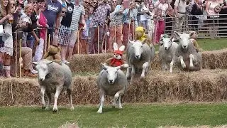 Sark Sheep Racing Weekend 2014