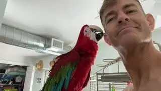 Waking up in South Padre Island with Skittles. Green wing macaw personality
