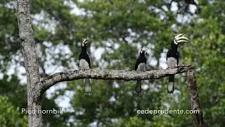 Pied hornbill (Anthracoceros albirostris) FullHD