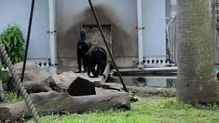 Colombian Spider monkey, KUMAMOTO Zoological Garden, JAPAN