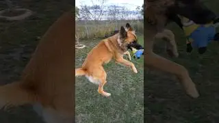 German Shepherd &times; Belgian Malinois mix playing #germanshepherd #belgianmalinois #dog