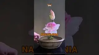 Ta Japońska metoda tworzenia bukiet&oacute;w JEST CUDOWNA!🔥