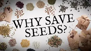 Why is it important to save seed | Seedy Saturday with Glasbren | Back garden seed saving