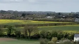 #Shorts ​| Beautiful Blooming Flowers In England | Yellow flower field | Rashmi's ABCD