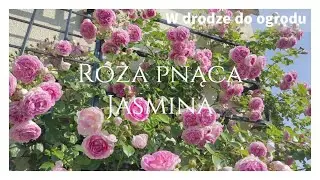 Róża pnąca Jasmina