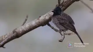 FUNNIEST BEAUTIFUL BIRDS 🐦 | WILD BIRDS | AWESOME WORLD365 #awesomebirds #filmoragoedit