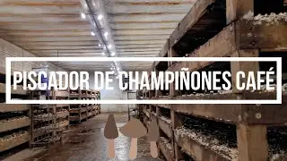 Mountain View Mushrooms | Trabajo | Piscador De Champi&ntilde;ones Caf&eacute;