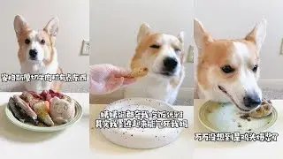 【Corgi's Raw Feeding Meal FailArmy】Angus Beef and Chicken Head are Very Nice!