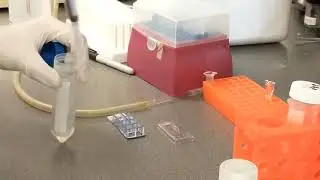 Cell Biology Protocols - Immunostaining