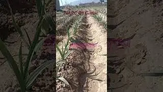 NARC G1 garlic in Pakistan @kitchen4you566| Lehsan Ki New Type NARC G1| Farmers Gold mine