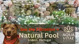How BioBead Filters Work | Cleaning & Maintenance for Natural Pools | Aqua Vitae