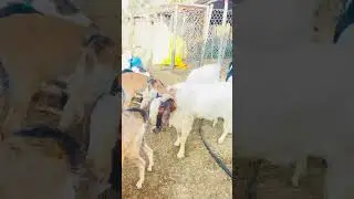 Breeding Method of goat #animals #goat #shortvideo