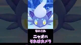 ニャオハ、ゾロアが撮影中にコンニチハ🦊📷【ポケモンSV】　#shorts