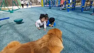 RareMonsterBreed:Big Leo McAdams (Tibetan Mastiff)guarding children playground-chilling at localPub.