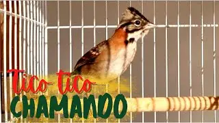 Tico tico chamando para estimular seus pássaros a esquentar