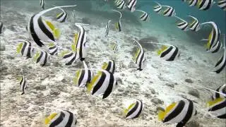Schooling Bannerfish