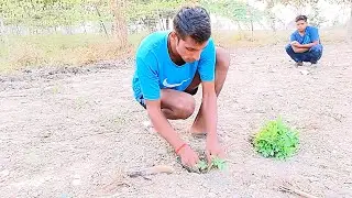 Aaj apne khet me tomato lagaya with friends || Vimal Rawat 👍💯