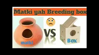 Matki vs breeding box l budgies l  [ Which one is best for your budgies ] (2021)