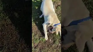 My dog is popular!  #funny #dog #shorts #dogs #pets #cute #cutedog