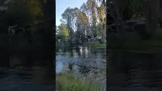 Calm river water running!| #youtubeshorts #river #calm #tasmania #B_TV #youtube  #trending #viral