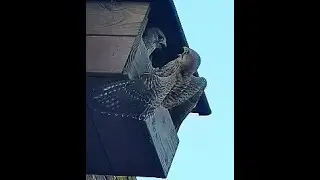 Torenvalk indringster wordt het nest uitgewerkt 2020 02 07