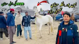 Aminpur Bangla Horse Mandi 2026 | Ghora Mandi Aminpur Bangla Faislabad | Biggest Horse market#horse