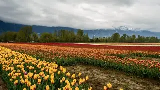Beautiful flower garden background | Sky motion | Copyright Free Islamic background  video |