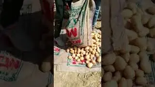 MD Potatoes, Agra Potato