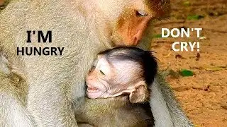 CRY NON STOP ! Even in chest baby Opie lost milk | Opie sad face mom deny milk.