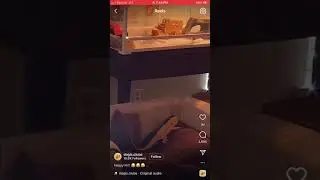 Bearded dragon scares dog
