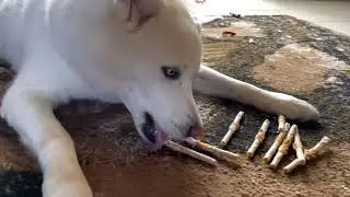 Husky opens gift