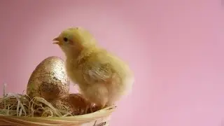 Golden Eggs Stock Video