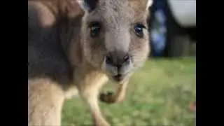 Best Baby Kangaroo Song for Kids & Preschoolers | Baby Kangaroo Joey | Preschool Kangaroo Song