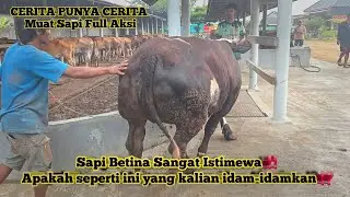 Sapi Belgian Betina Sangat Gemoy ‼️ Awas Mata Kalian Tern0d41 ‼️