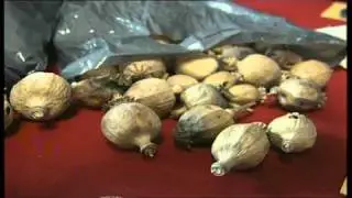 MAXI SEQUESTRO DI OPPIO