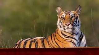 Real Tiger Skin #tiger #nature #jimcorbett #wildlife #shortvideo #short @PBX-26