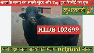 HLDB 102699.सभी पशुपालक भाईयो को मिलेगा ORIGINAL सीमन #hldb #bull #trending#top #murraha #viralvideo