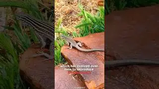 Life Without Males | The New Mexico Whiptail Lizards