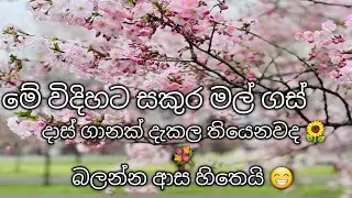 ජපන් වල සකුරා මේ විදියට දැකල තියනවද බලන්න ආස හිතෙයි 😁🌸🌺🌹🌷