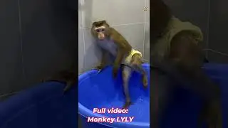 Monkey Lyly doesn't want to take a bath. #shorts #youtubeshorts