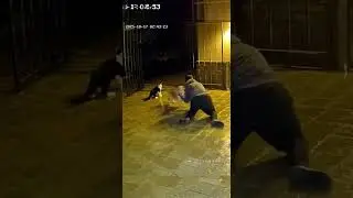 Brave Dog and Cat vs Wild Tiger | Real CCTV Night Footage | Unbelievable Animal Instinct